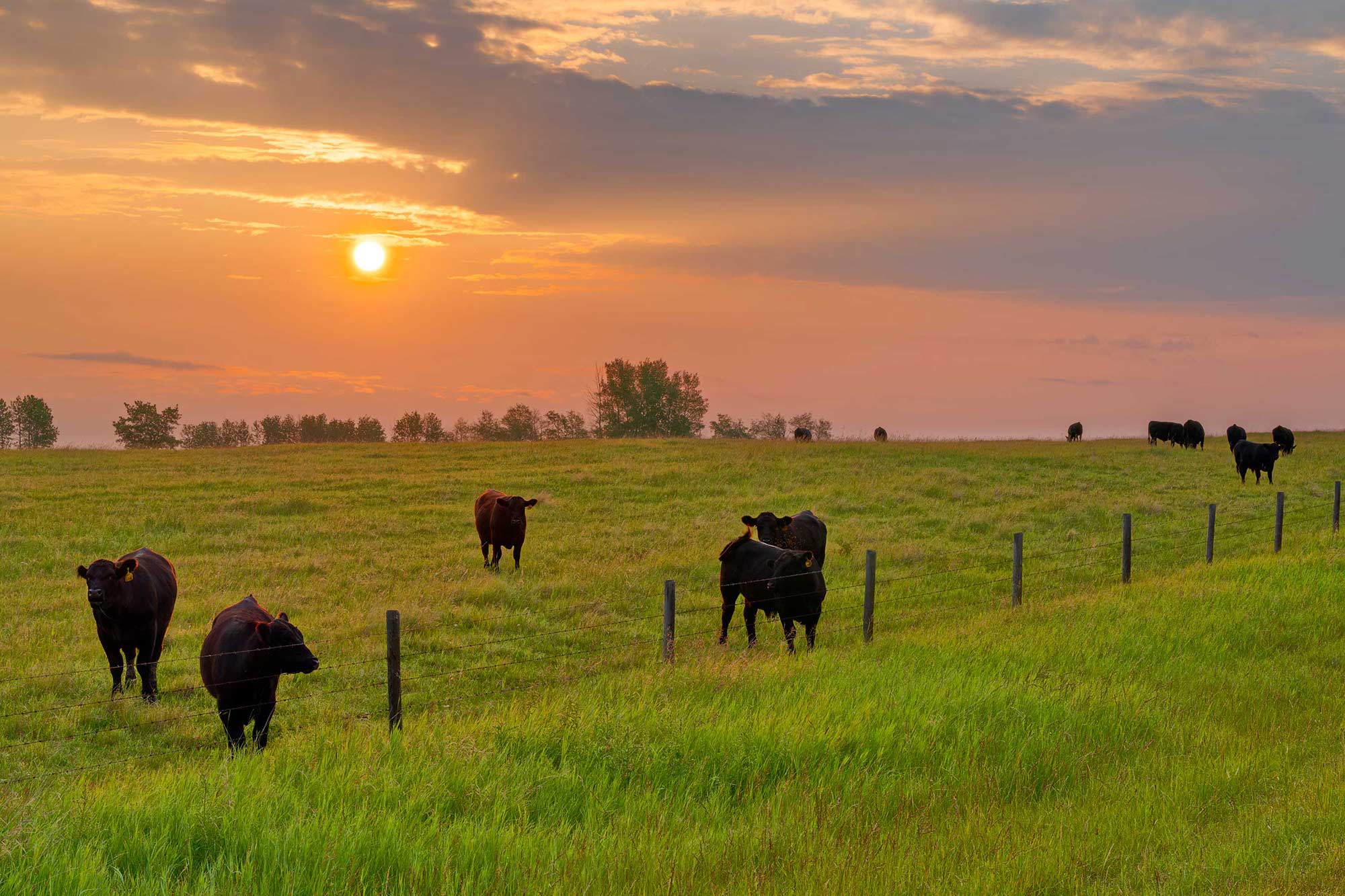 Cows in pasture setting sun