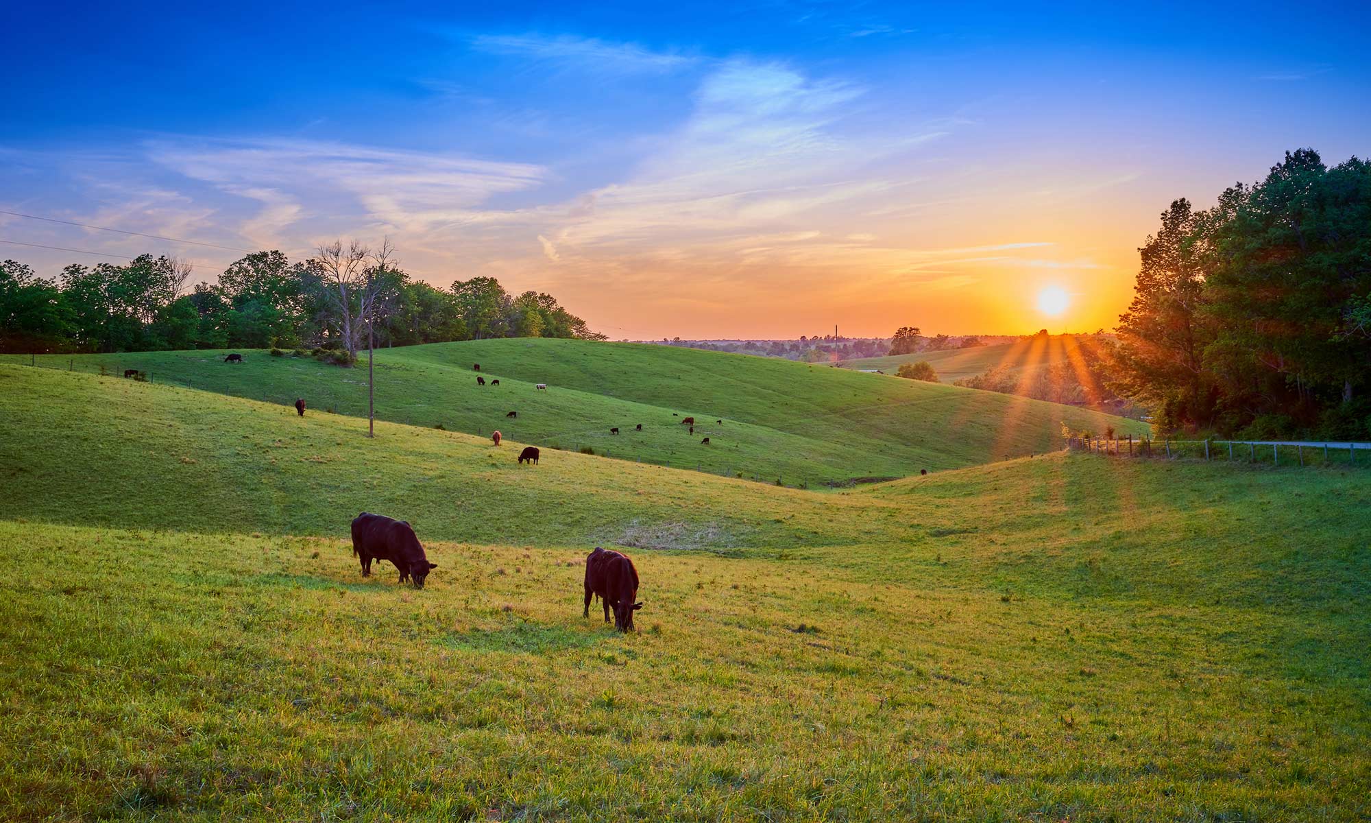 Cows in pasture setting sun