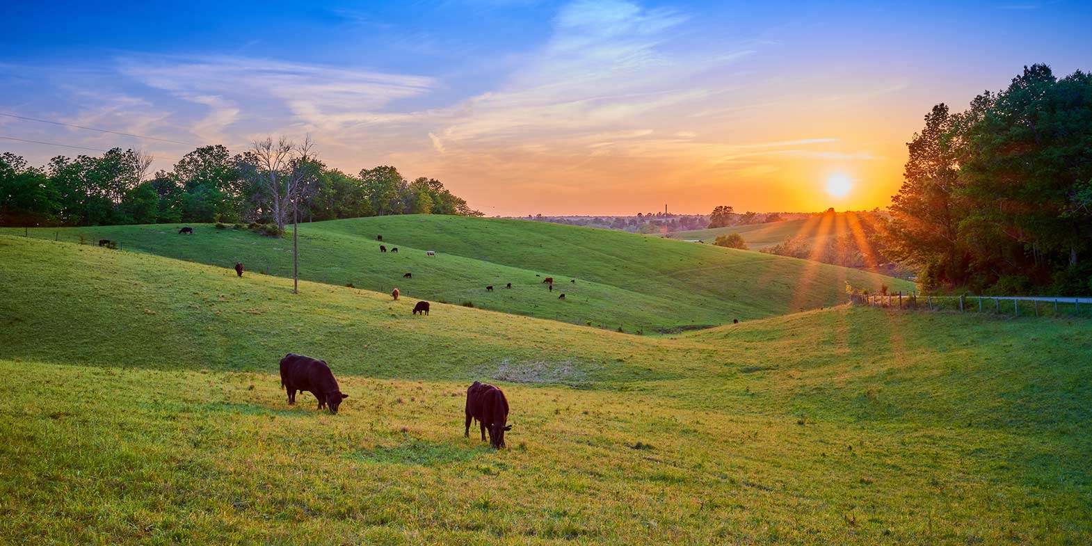 Cows in pasture setting sun